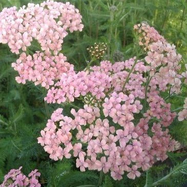 Bilde av Achillea m. 'Apfelblüte'-Spanne Plantesalg