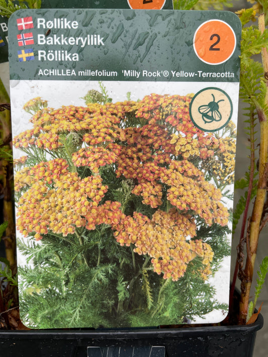 Bilde av Achillea m. 'Milly Rock'®-Spanne Plantesalg