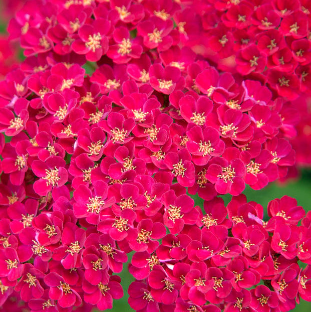 Bilde av Achillea 'Pomegranate'-Spanne Plantesalg