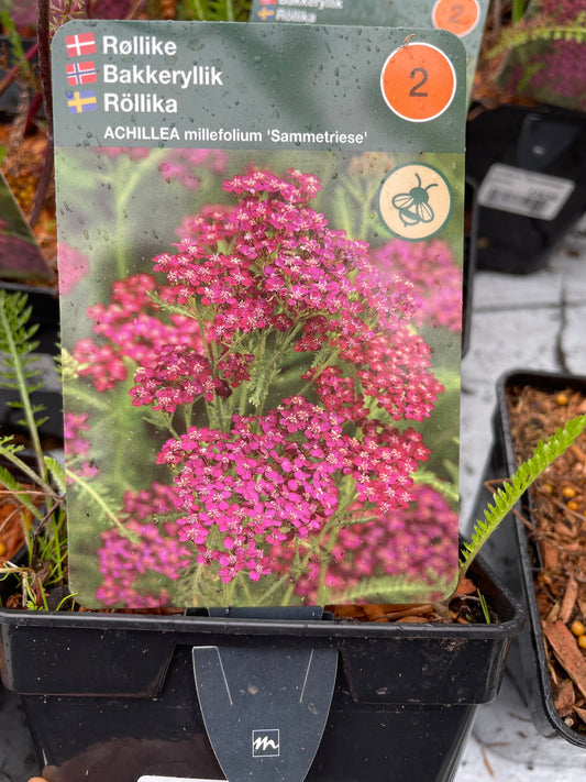 Bilde av Achillea m. 'Sammetriese'-Spanne Plantesalg