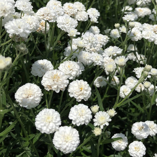 Bilde av Achillea ptar. 'Peter Cottontail'-Spanne Plantesalg
