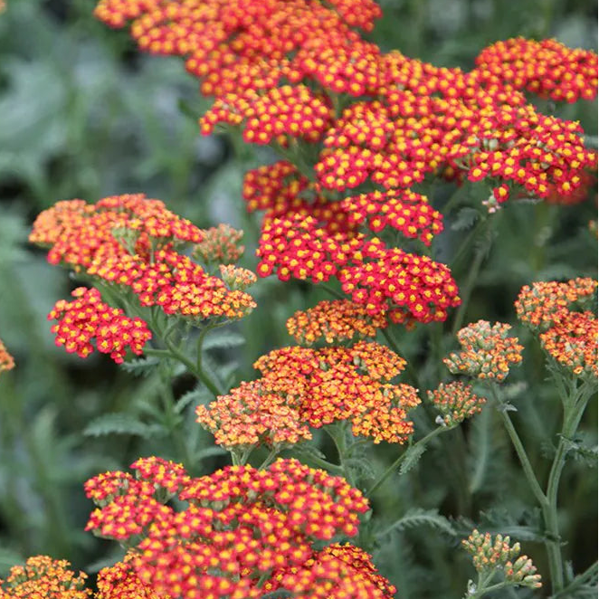 Bilde av Achillea 'Walther Funcke'-Spanne Plantesalg