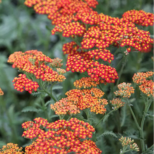 Bilde av Achillea 'Walther Funcke'-Spanne Plantesalg