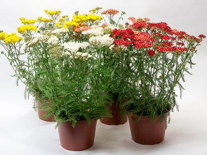 Bilde av ACHILLEA-Spanne Plantesalg