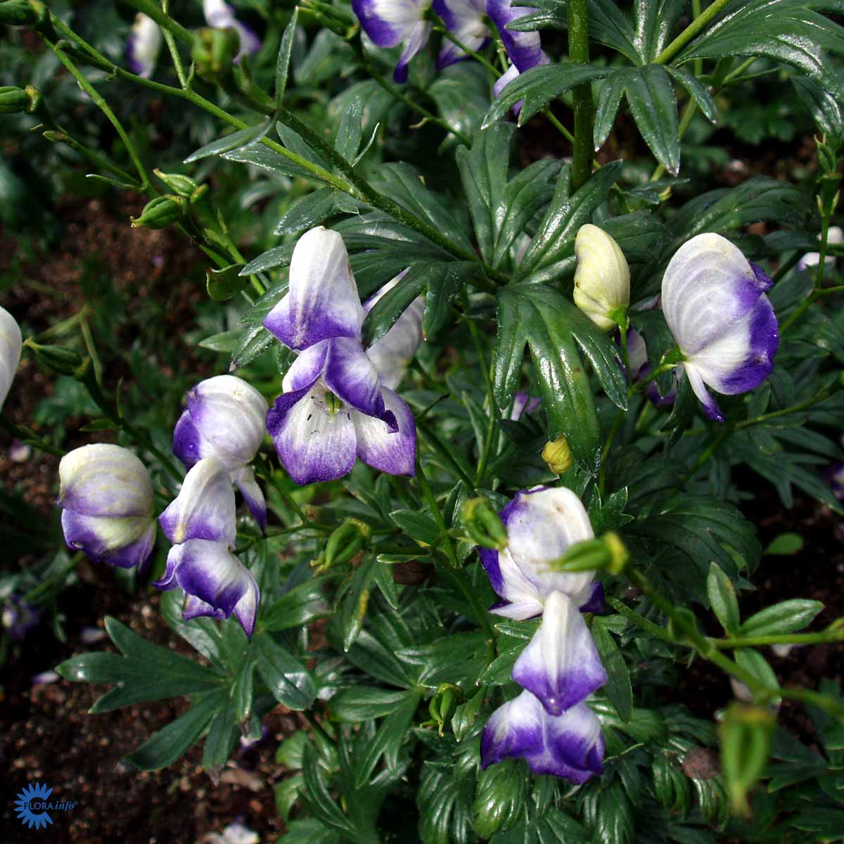 Bilde av Aconitum camm. 'Bicolor'-Spanne Plantesalg