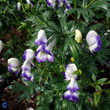 Bilde av Aconitum camm. 'Bicolor'-Spanne Plantesalg