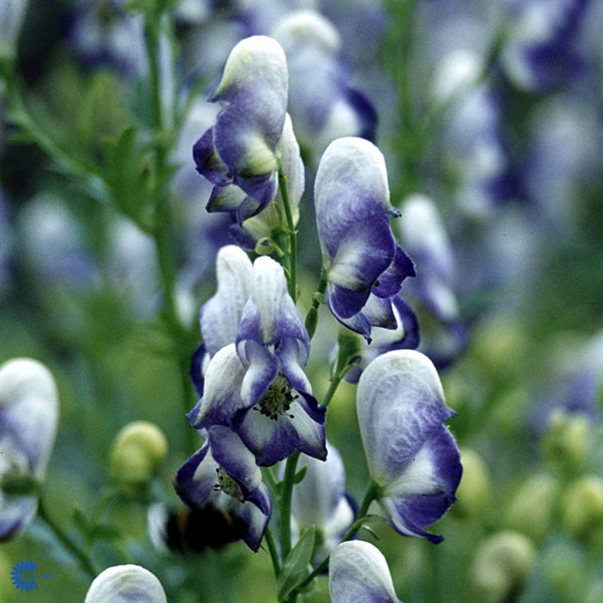 Bilde av Aconitum camm. 'Bicolor'-Spanne Plantesalg