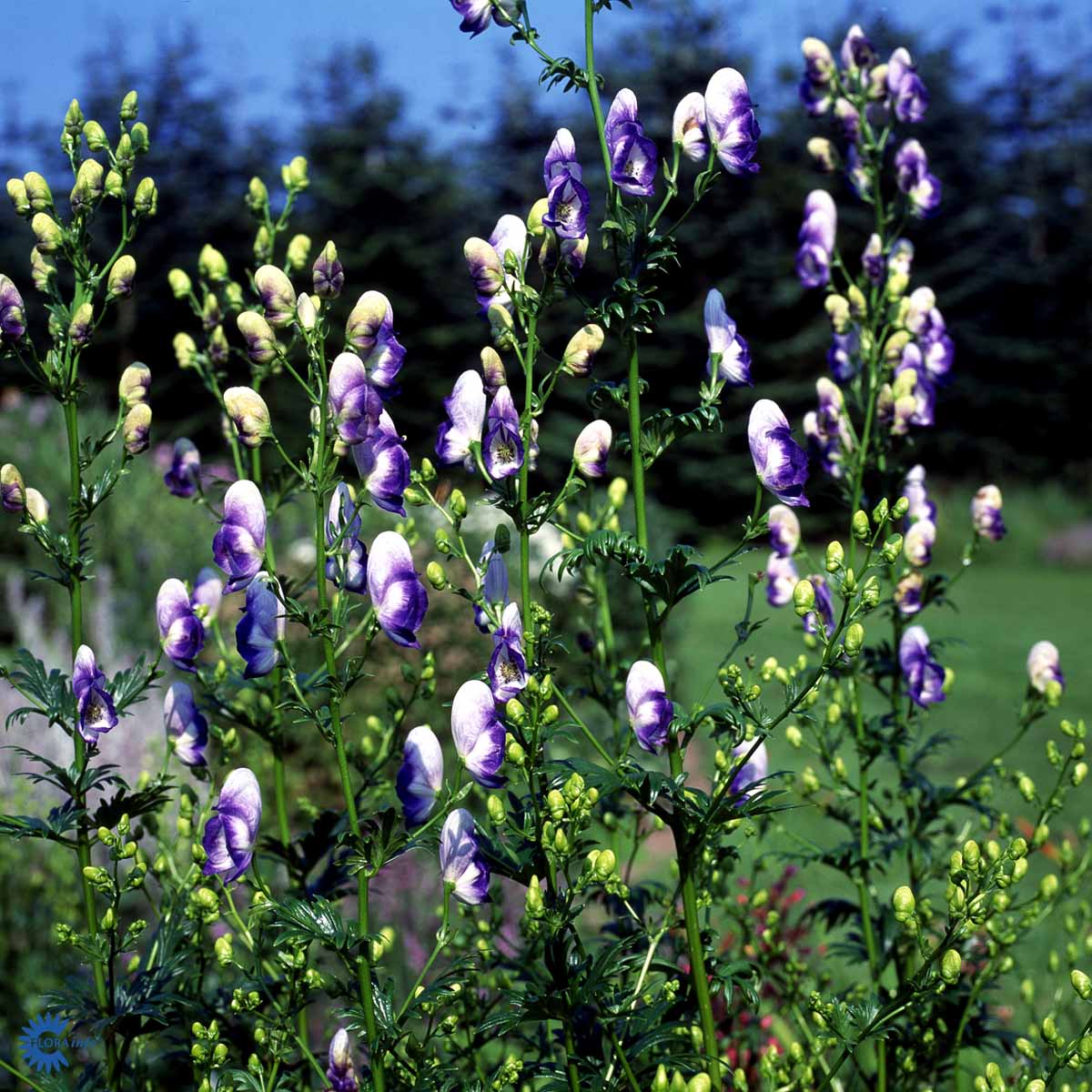 Bilde av Aconitum camm. 'Bicolor'-Spanne Plantesalg