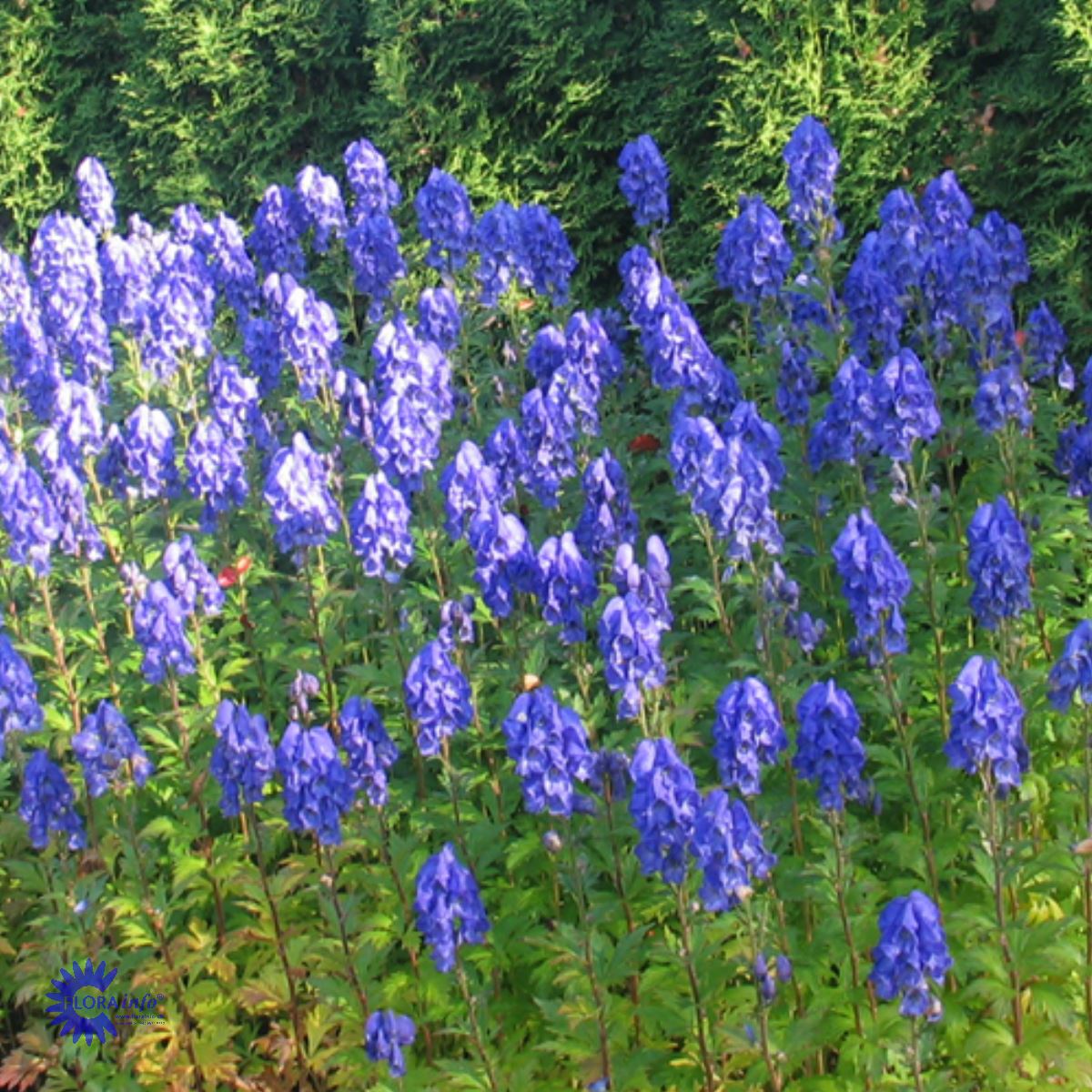 Bilde av Aconitum carm. 'Arendsii'-Spanne Plantesalg