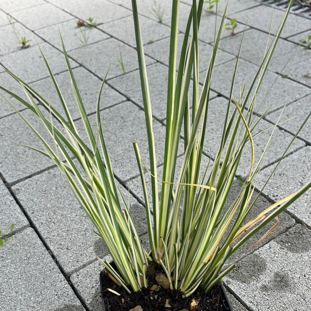 Bilde av ACORUS gramineus-Spanne Plantesalg