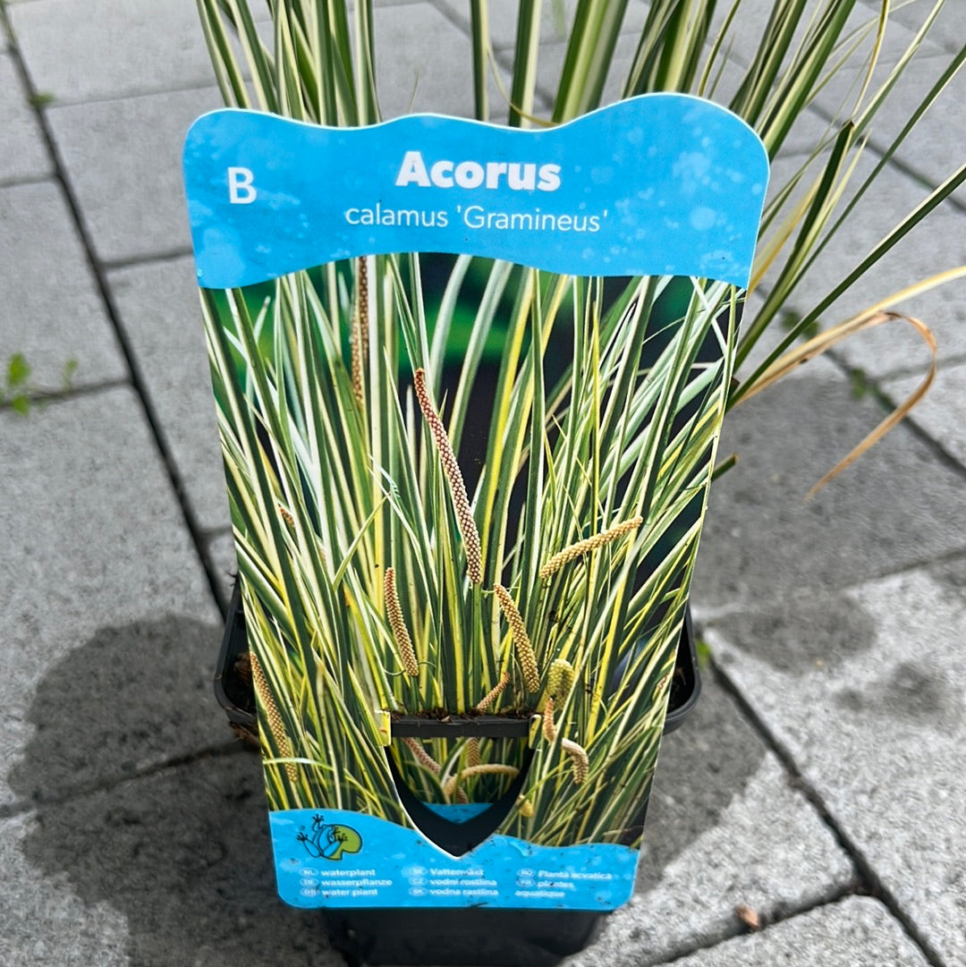 Bilde av ACORUS gramineus-Spanne Plantesalg