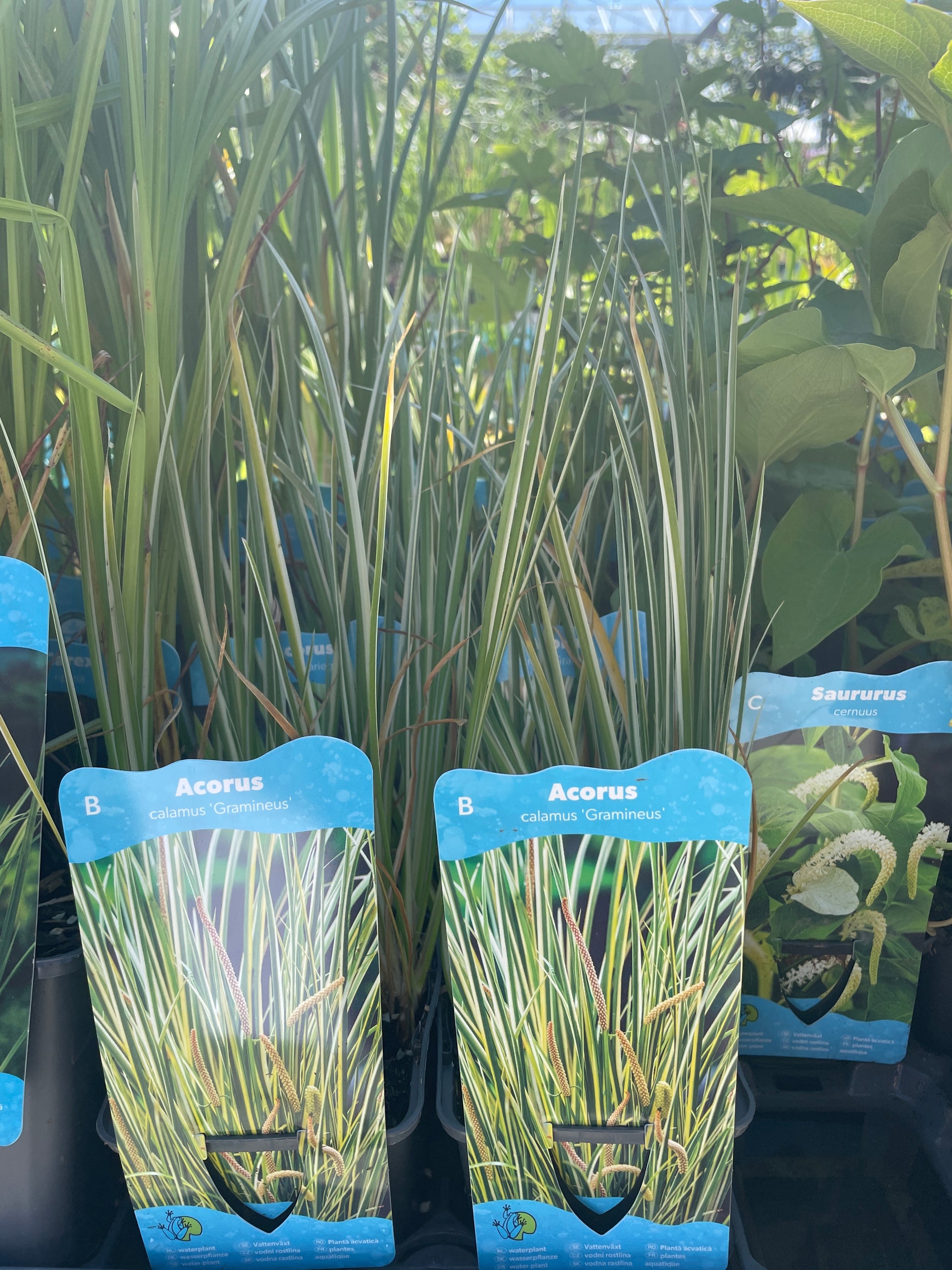 Bilde av Acorus calamus Gramineus-Spanne Plantesalg