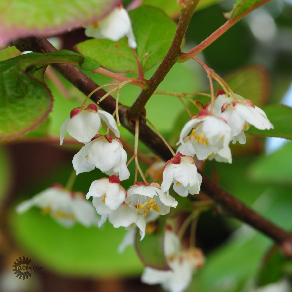 Bilde av Actinidia kolomikta tim-Spanne Plantesalg