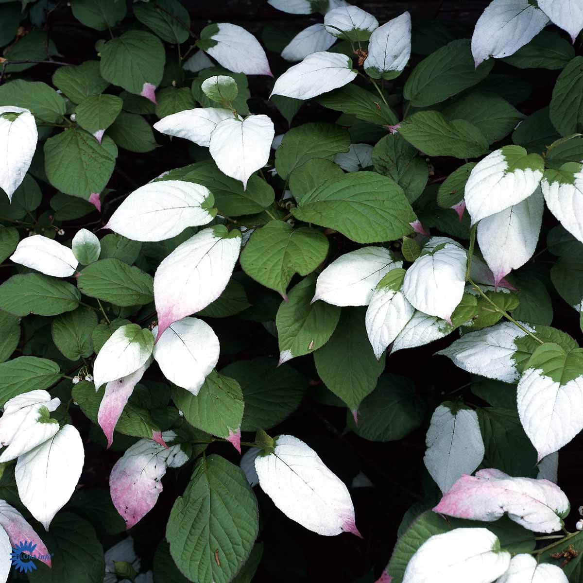 Bilde av Actinidia kolomikta tim-Spanne Plantesalg