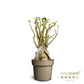 Bilde av ADENIUM ARABICUM-Spanne Plantesalg