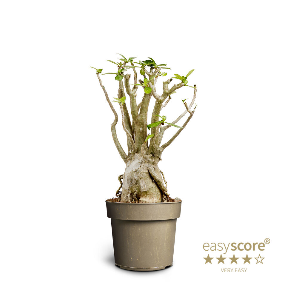 Bilde av ADENIUM ARABICUM-Spanne Plantesalg