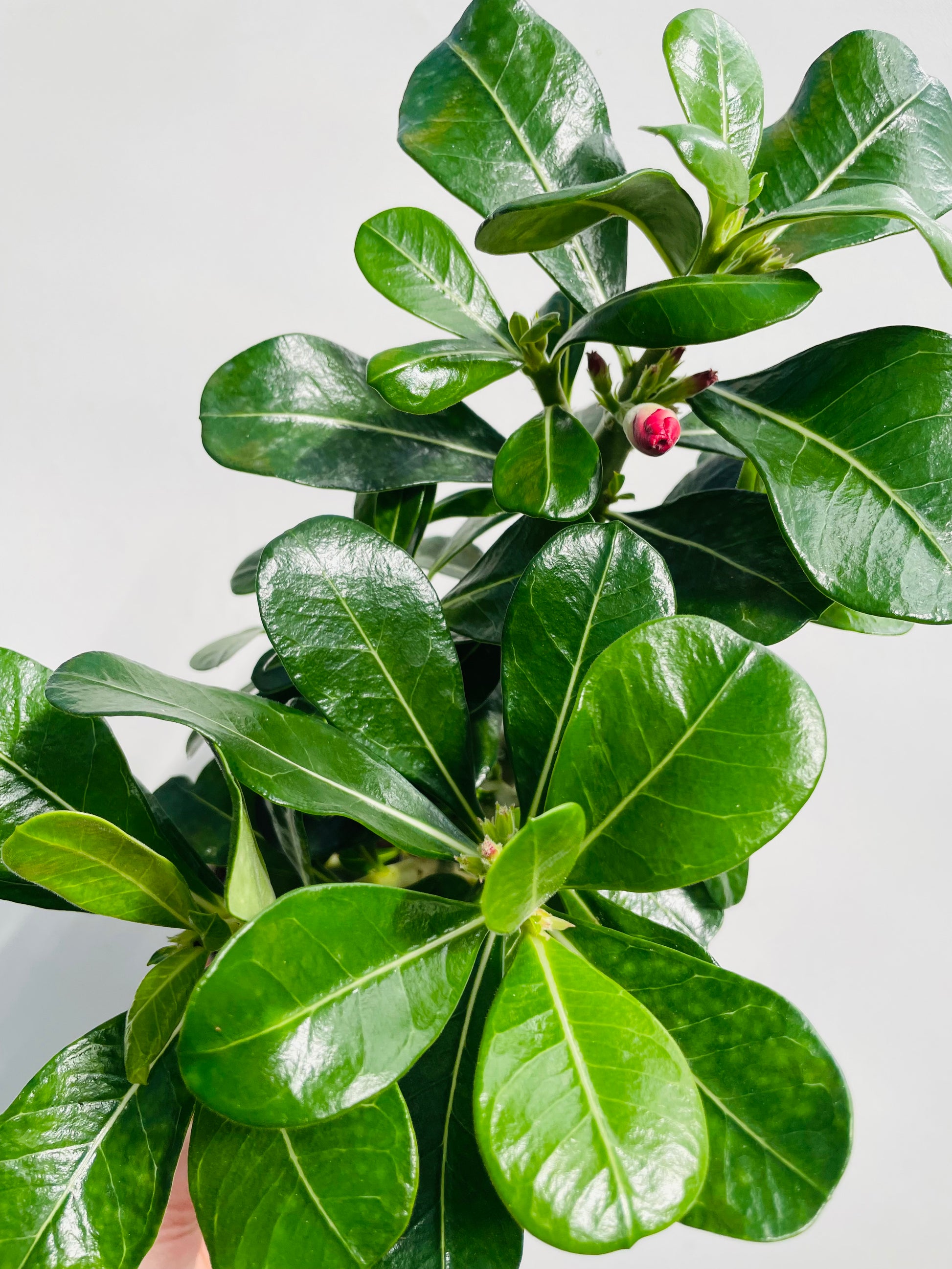 Bilde av Adenium obesum ‘Anouk’-Spanne Plantesalg