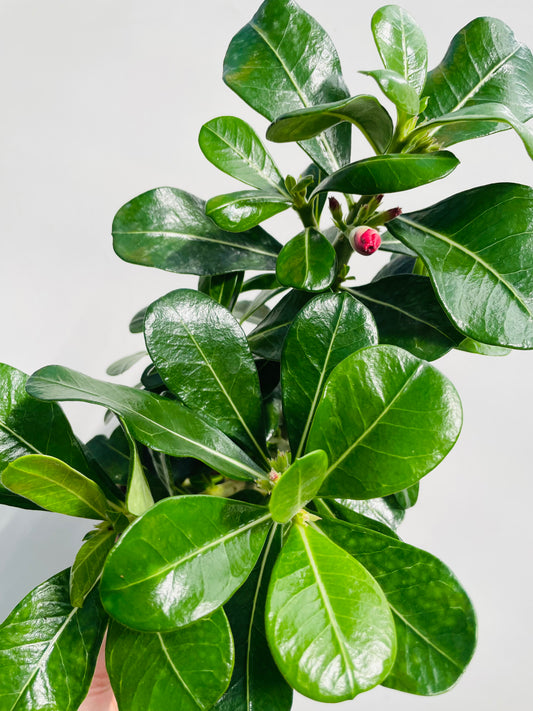 Bilde av Adenium obesum ‘Anouk’-Spanne Plantesalg