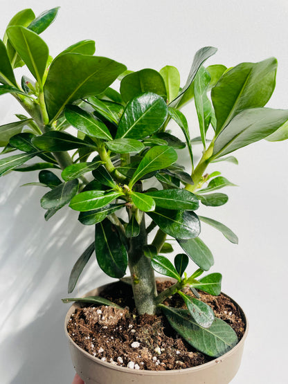 Bilde av Adenium obesum ‘Anouk’-Spanne Plantesalg