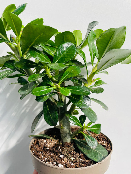 Bilde av Adenium obesum ‘Anouk’-Spanne Plantesalg