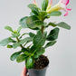 Bilde av Adenium obesum ‘Pink Star’-Spanne Plantesalg