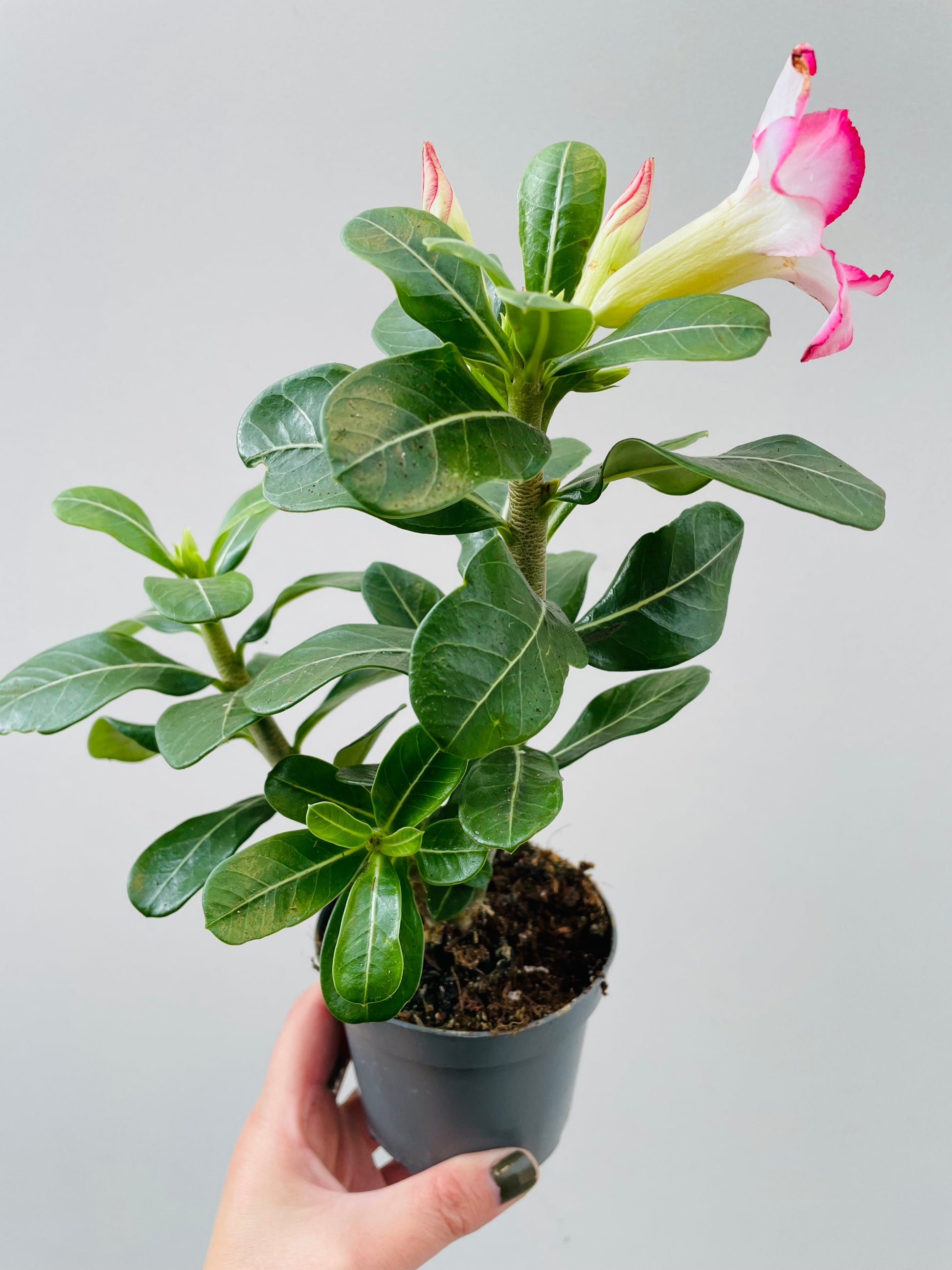 Bilde av Adenium obesum ‘Pink Star’-Spanne Plantesalg