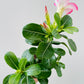 Bilde av Adenium obesum ‘Pink Star’-Spanne Plantesalg