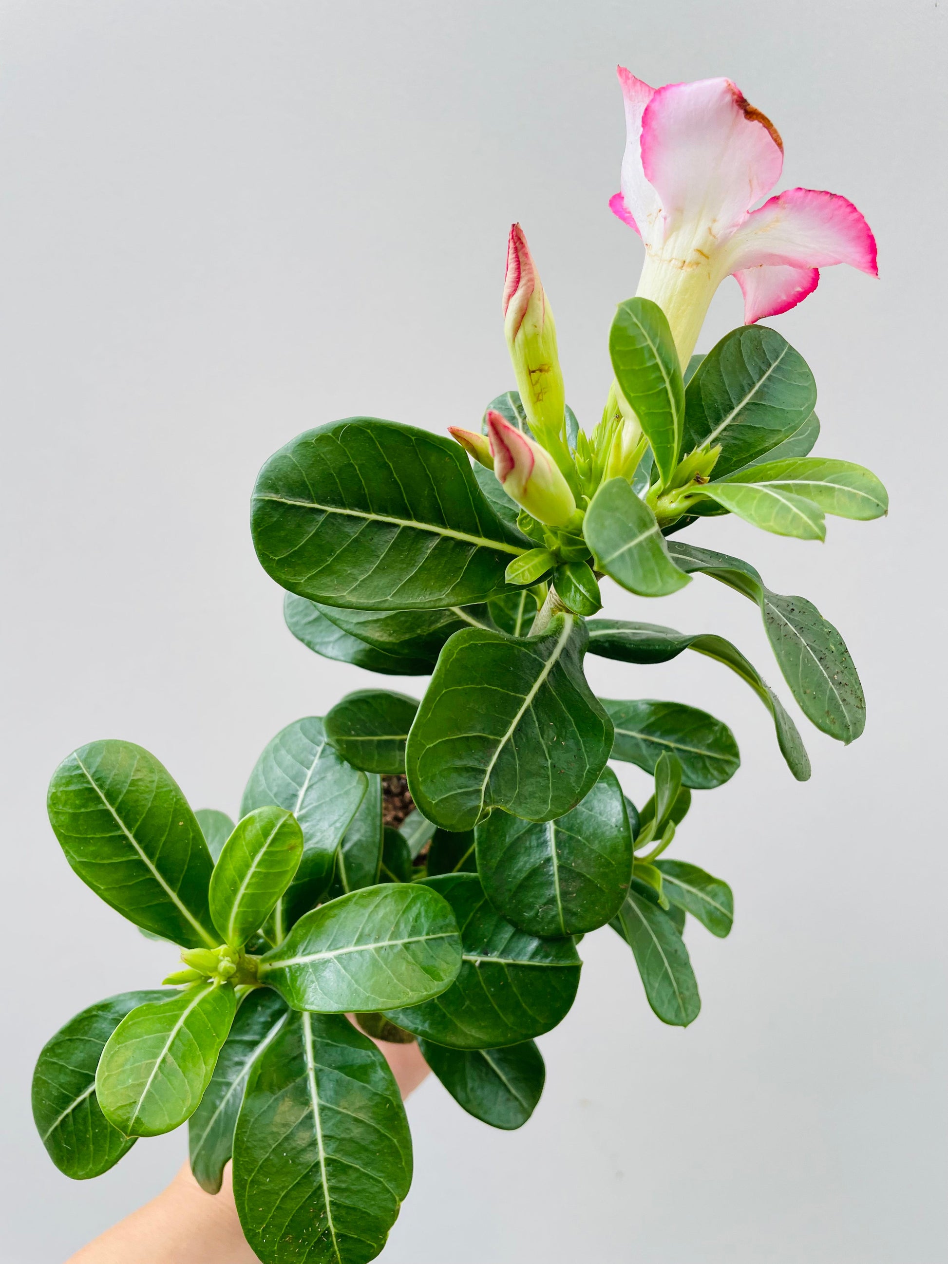 Bilde av Adenium obesum ‘Pink Star’-Spanne Plantesalg