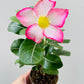 Bilde av Adenium obesum ‘Pink Star’-Spanne Plantesalg