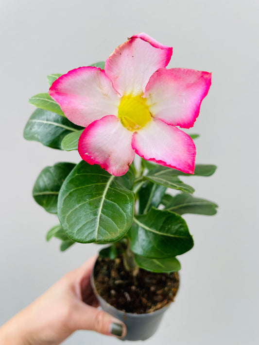 Bilde av Adenium obesum ‘Pink Star’-Spanne Plantesalg