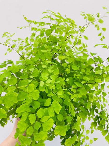 Bilde av Adiantum ‘Fragrans’-Spanne Plantesalg