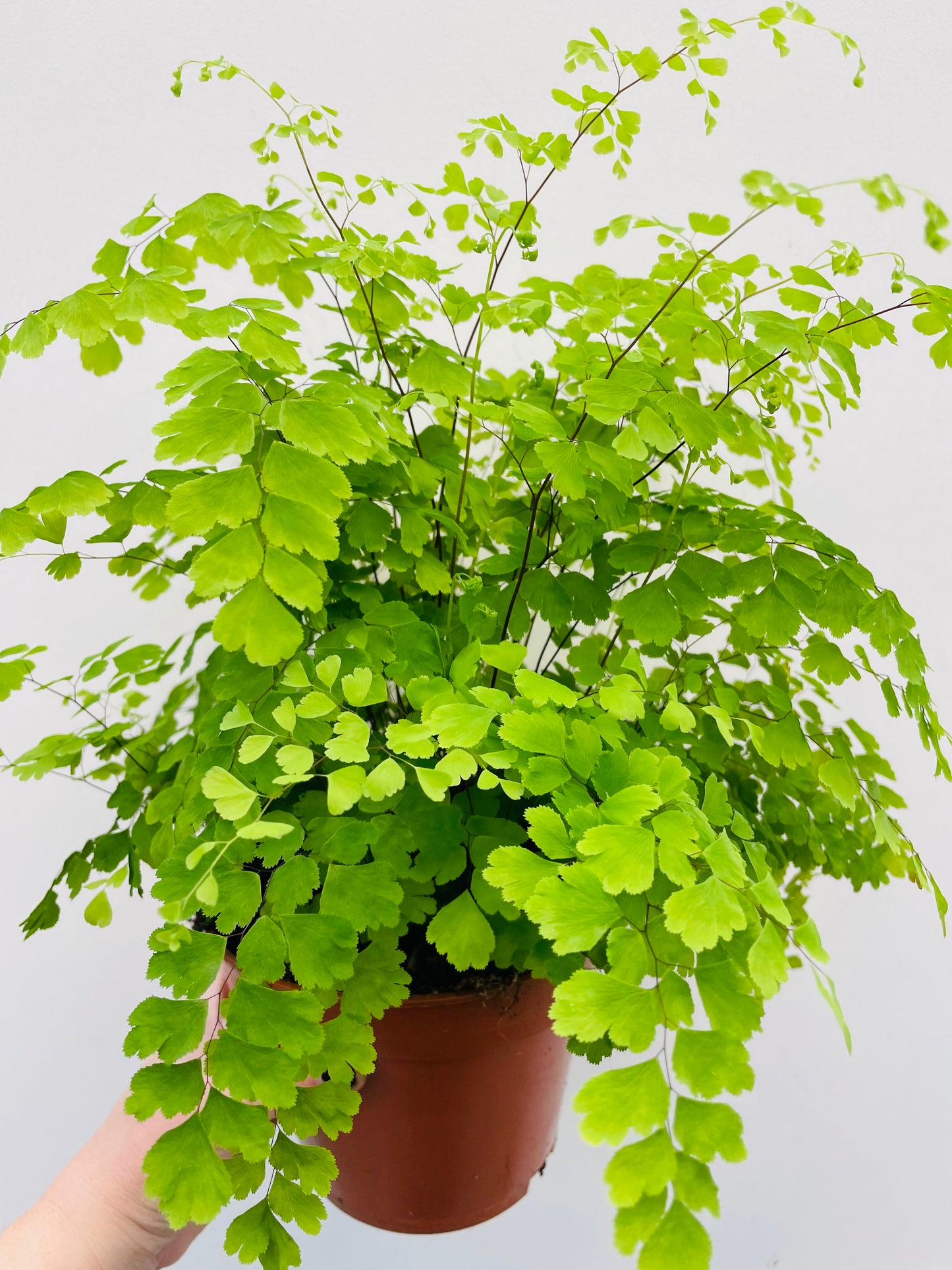 Bilde av Adiantum ‘Fragrans’-Spanne Plantesalg