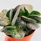 Bilde av Adromischus cooperi-Spanne Plantesalg