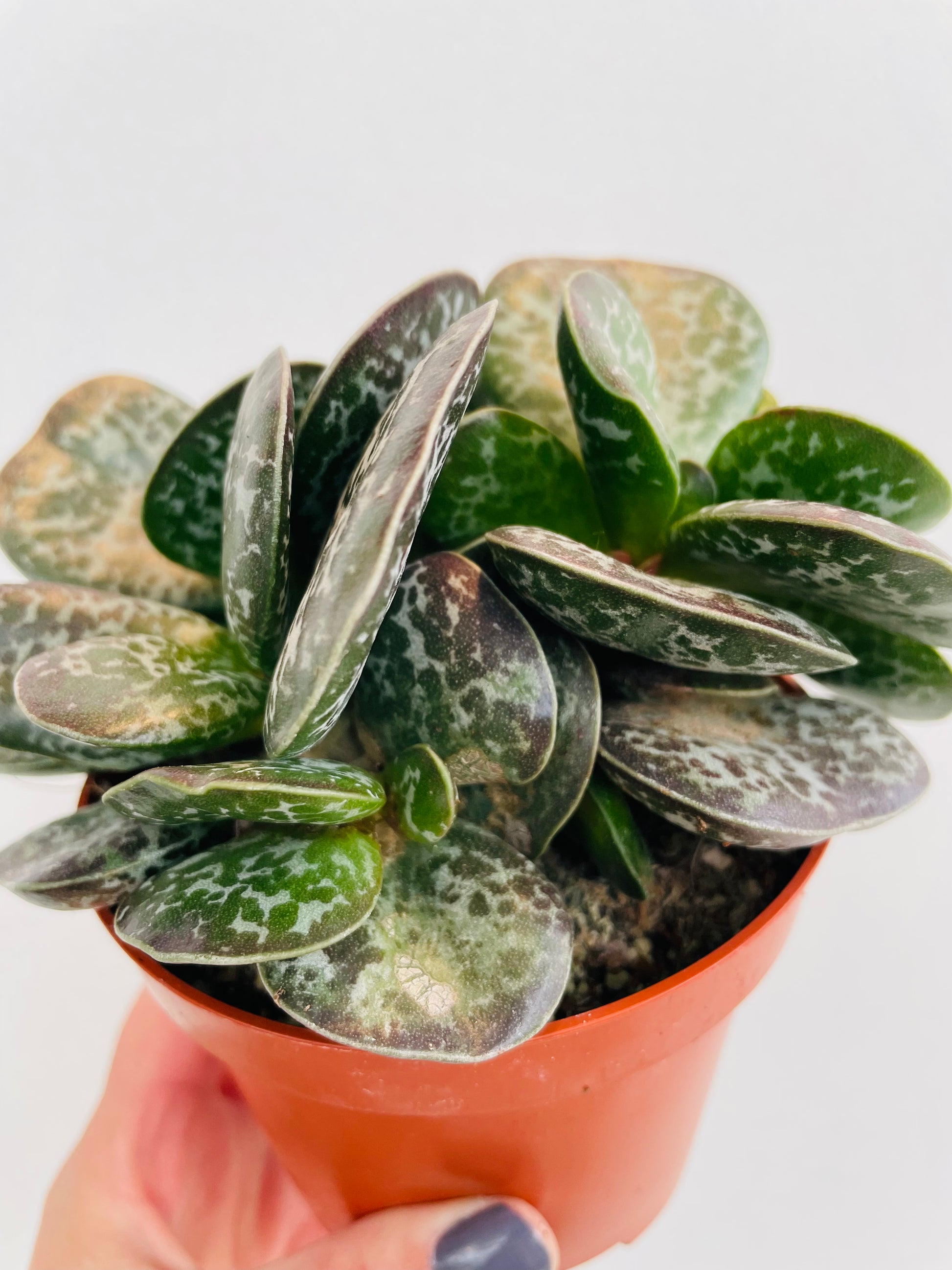 Bilde av Adromischus cooperi-Spanne Plantesalg