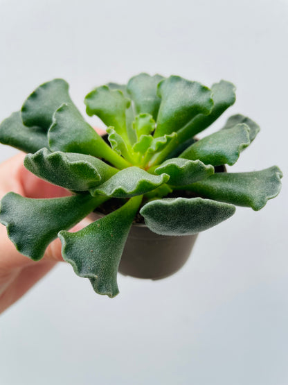 Adromischus cooperi