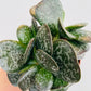Bilde av Adromischus cooperi-Spanne Plantesalg