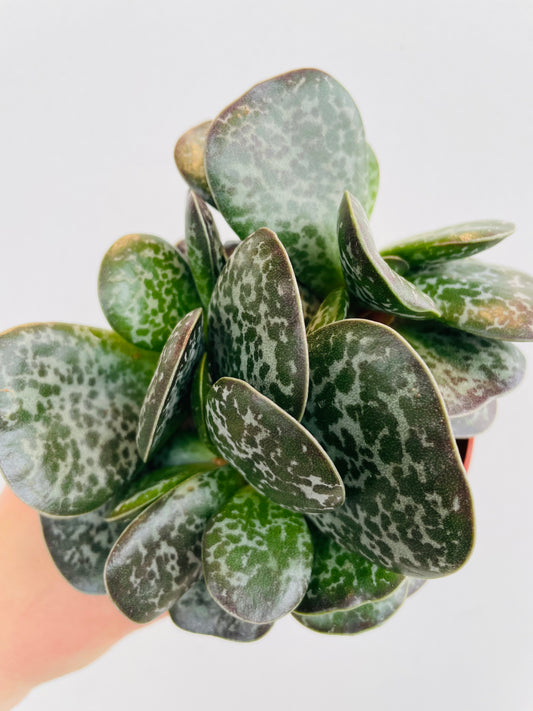 Bilde av Adromischus cooperi-Spanne Plantesalg