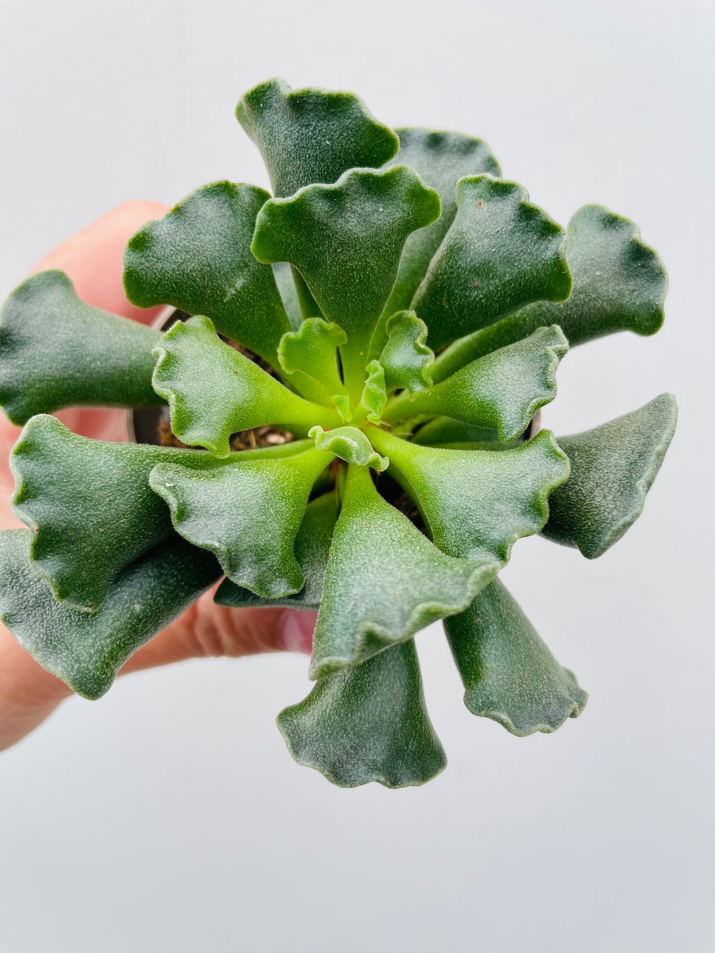 Adromischus cooperi