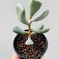 Bilde av Adromischus truncatus 8 cm potte med fat-Spanne Plantesalg