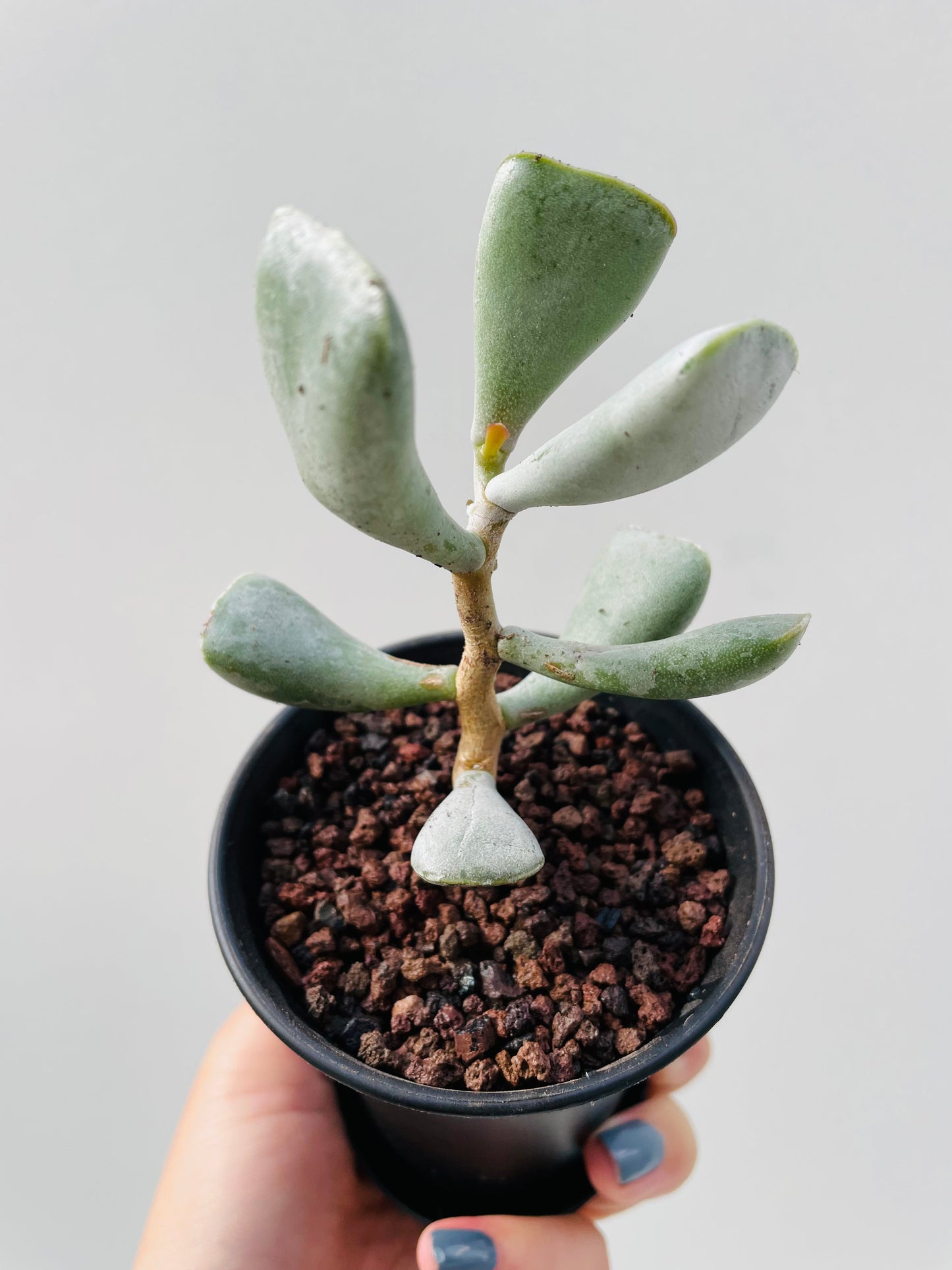 Bilde av Adromischus truncatus 8 cm potte med fat-Spanne Plantesalg