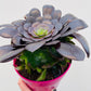Aeonium arboreum ‘Velours’