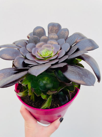 Bilde av Aeonium arboreum ‘Velours’-Spanne Plantesalg