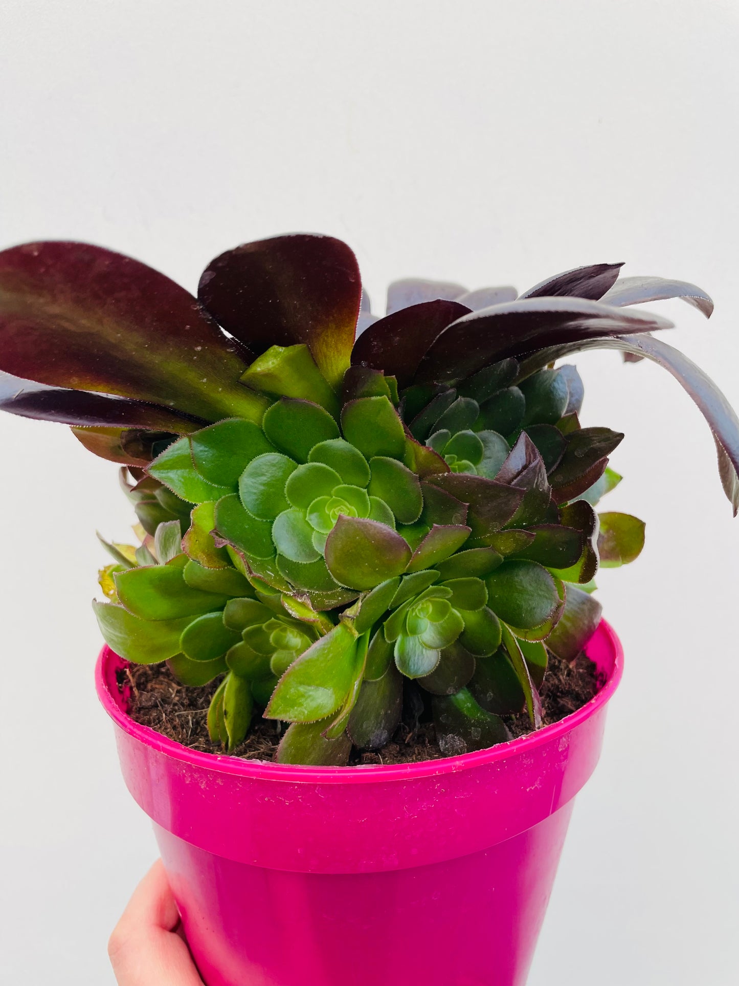 Aeonium arboreum ‘Velours’