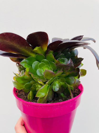 Bilde av Aeonium arboreum ‘Velours’-Spanne Plantesalg