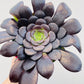 Aeonium arboreum ‘Velours’