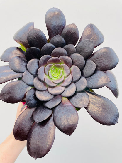 Bilde av Aeonium arboreum ‘Velours’-Spanne Plantesalg