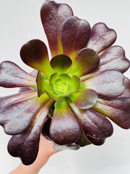Bilde av Aeonium arboreum-Spanne Plantesalg