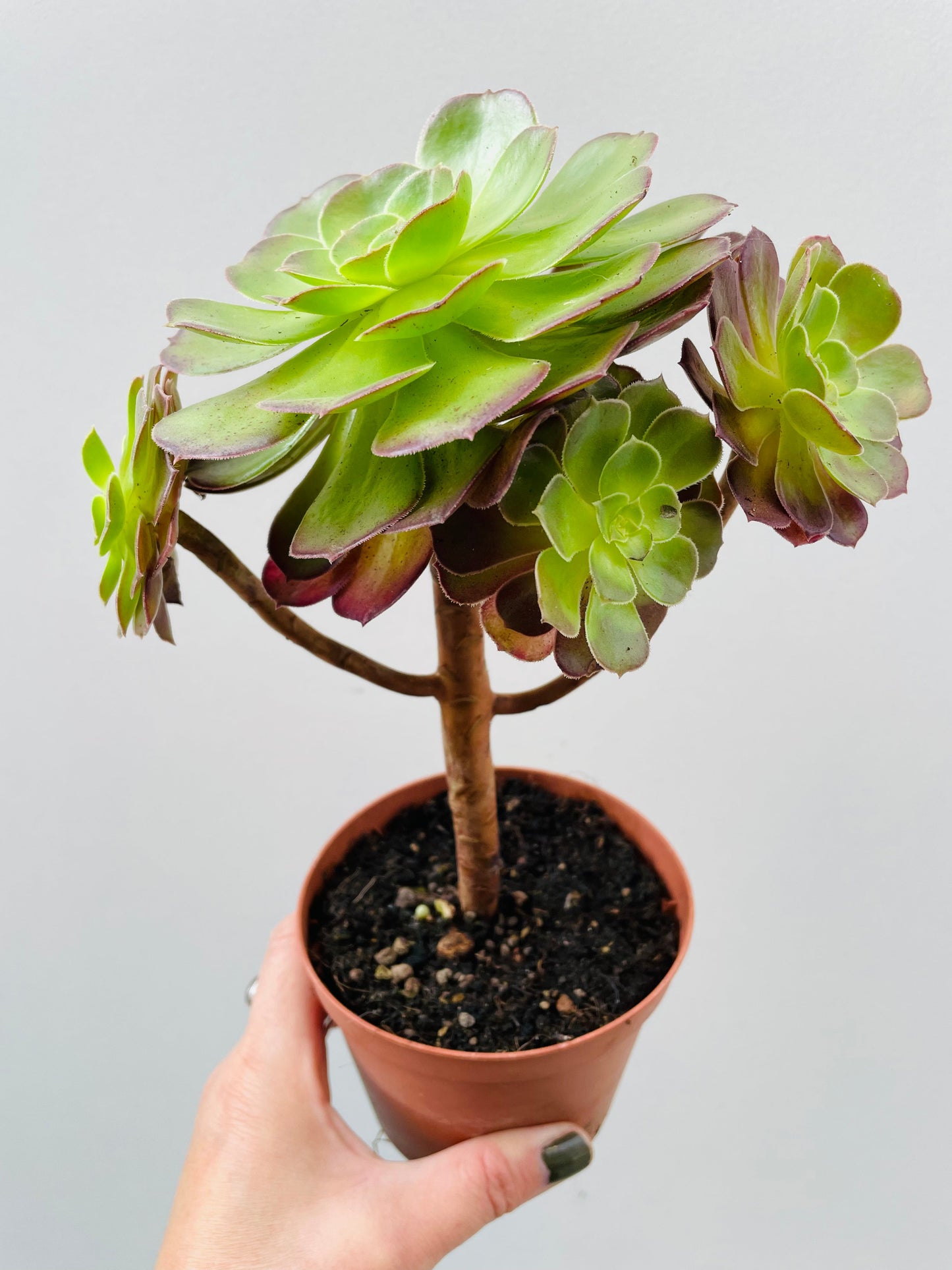 Bilde av Aeonium ‘Blushing Beauty’-Spanne Plantesalg