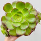 Bilde av Aeonium ‘Blushing Beauty’-Spanne Plantesalg