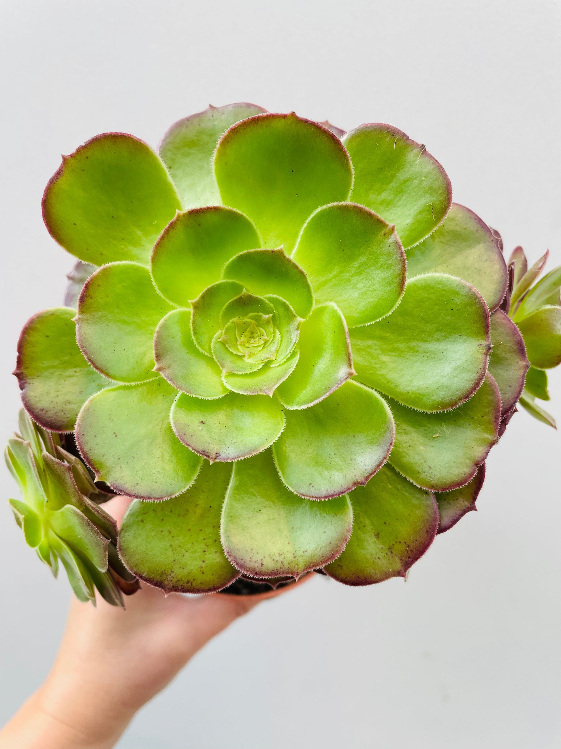 Bilde av Aeonium ‘Blushing Beauty’-Spanne Plantesalg